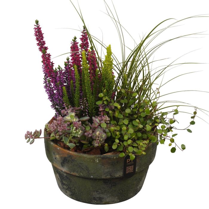 PTHO7711 Arrangement Autumn Outdoor in terracotta schaal, D 21