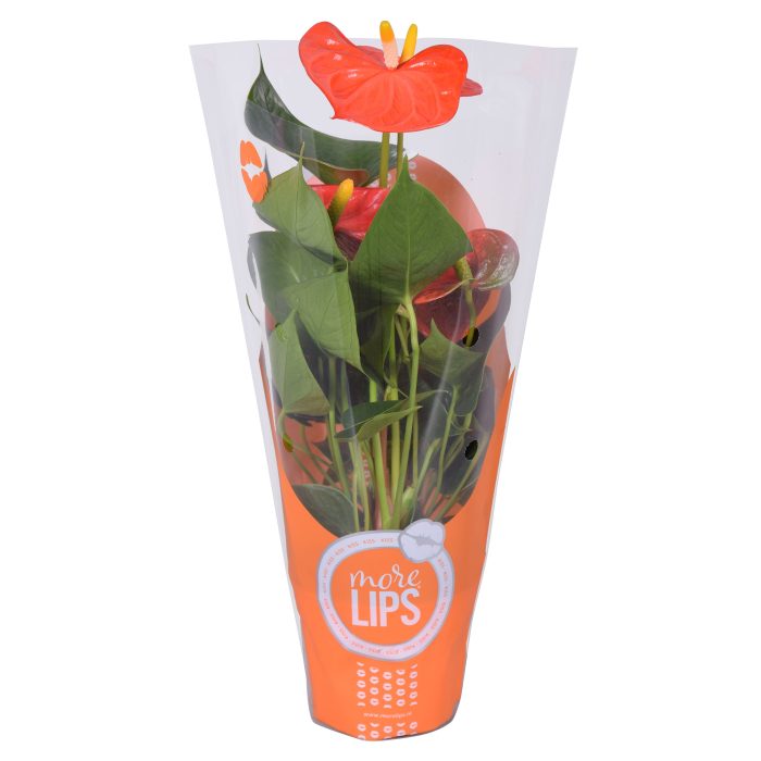MoreLIPS® Anthurium Orange Champion in ShowHoes, D 9