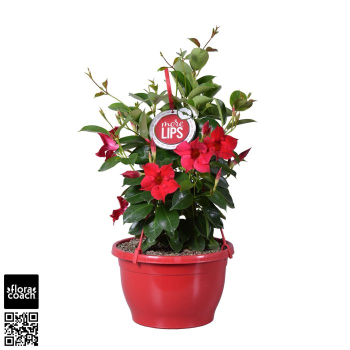 MoreLIPS® Dipladenia Sundaville rood in hangpot, D 25