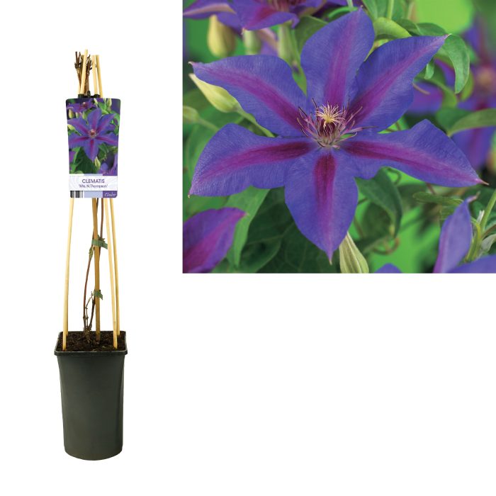 Clematis 'Mrs. N. Thompson' +light label, D 17