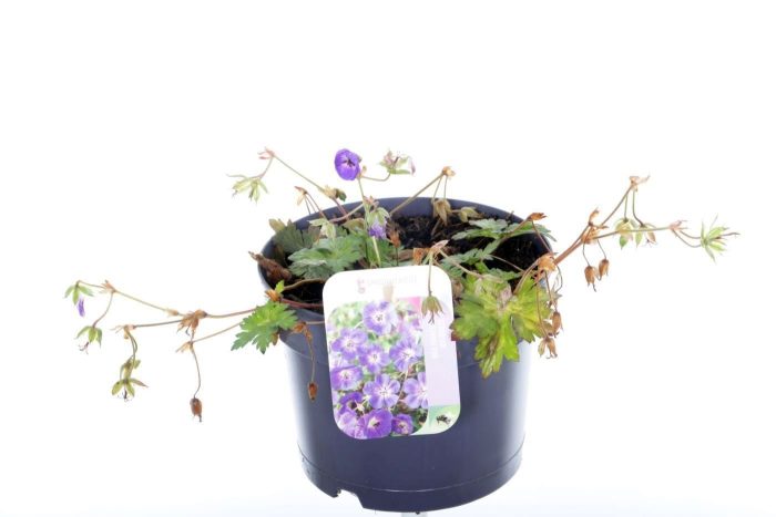 Geranium Bloom Me Away, D 17