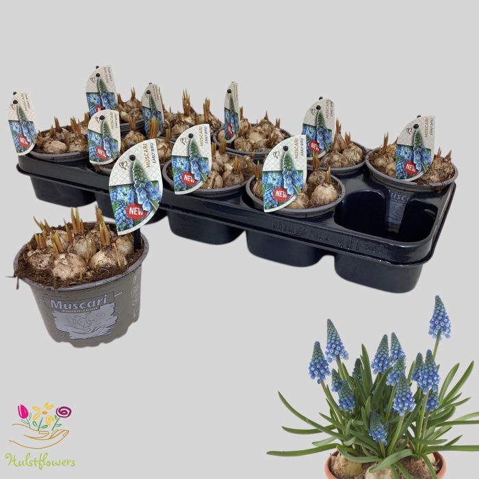 Muscari 'Early Bird', D 12