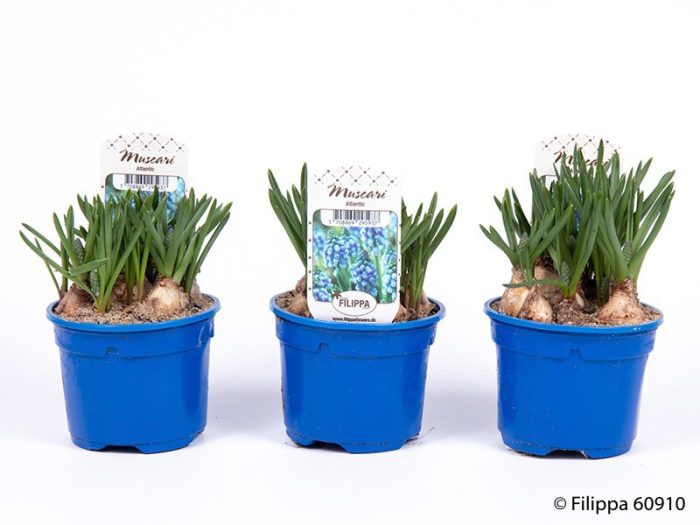 MUSCARI ARMENIACUM 'ATLANTIC', D 9