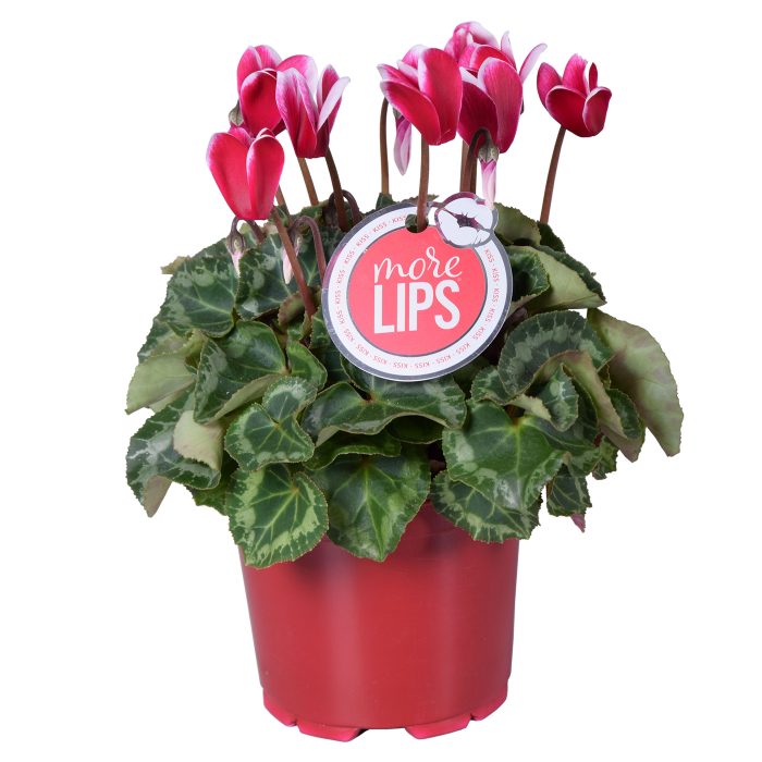MoreLIPS® Cyclamen Fuji wine red, D 12