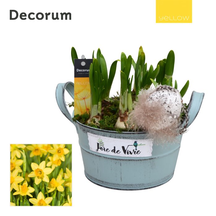 Narcis Joie de Vivre HL15565 [YELLOW], D 18
