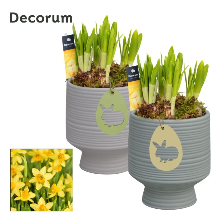 Narcis Pot sur Pied [YELLOW], D 13