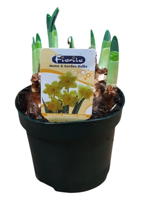 Narcis Standard Value, D 12