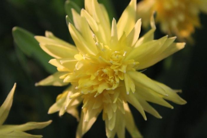 NARCISSUS CYCLAMINEUS 'RIP VAN WINCKLE', D 11