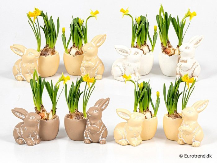 NARCISSUS IN E 4018, D 6