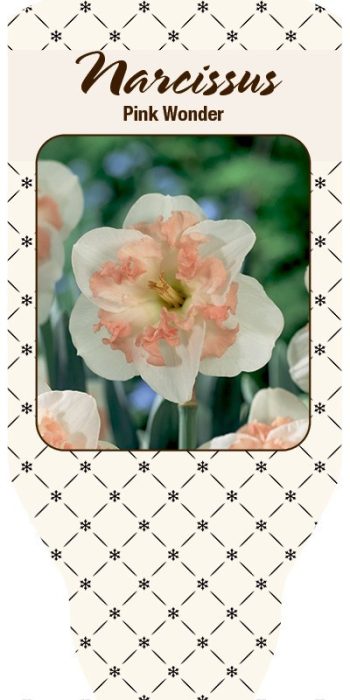 NARCISSUS INCOMPARABILIS, D 11