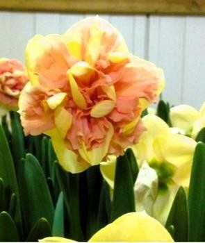 NARCISSUS INCOMPARABILIS 'MILANA', D 11