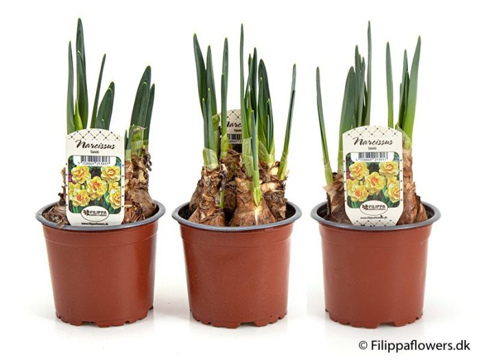 NARCISSUS INCOMPARABILIS 'TAHITI', D 11