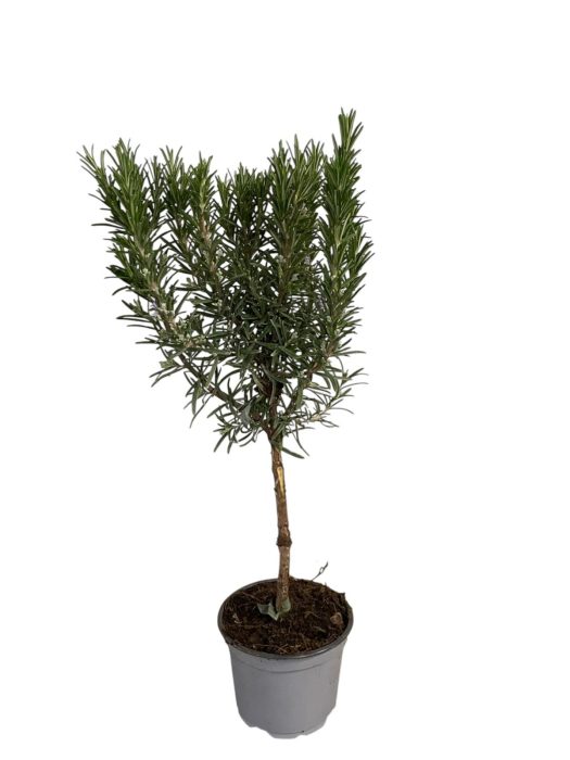 Rosmarinus officinalis - op stam, D 12