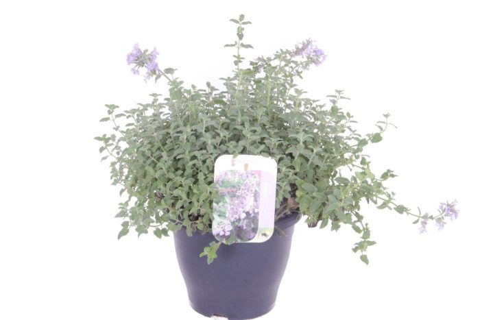 Nepeta (Faassenii Grp) Purrsian Blue, D 23
