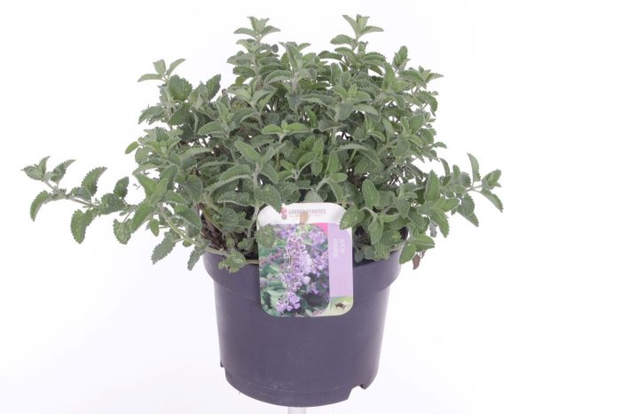 Nepeta faassenii, D 17