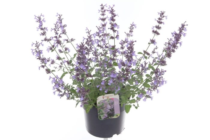 Nepeta faassenii Walkers Low, D 17