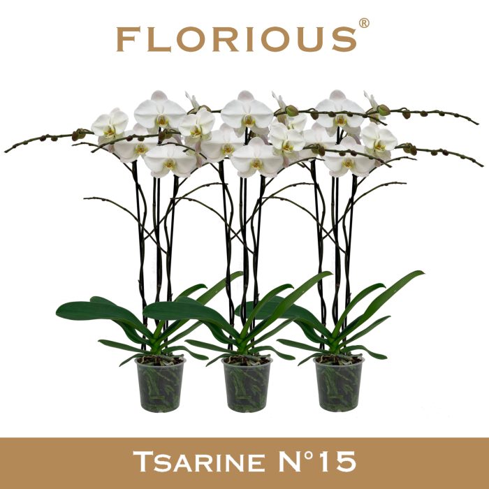 No15 Grandiflora 3-tak Wit, D 15