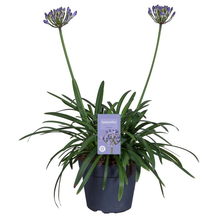 Nolina Agapanthus Ø 17 cm. Summer LoveTM Blue, D 17