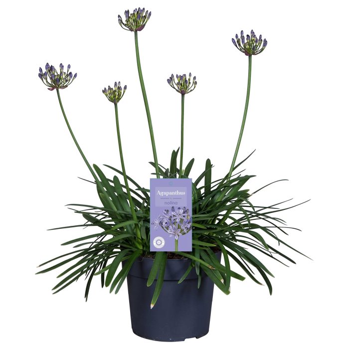 Nolina Agapanthus Ø 19 cm. Summer LoveTM Blue, D 19
