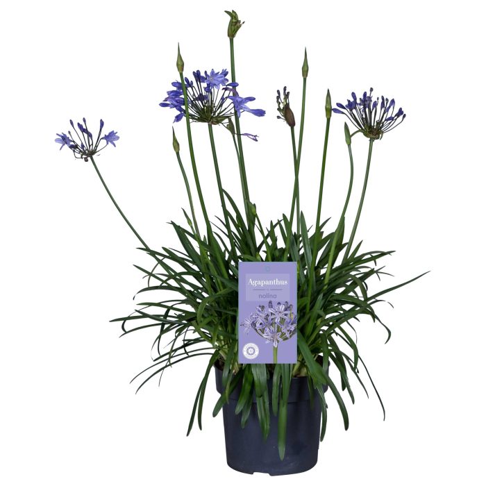 Nolina Agapanthus Ø 24 cm. Summer LoveTM Blue, D 24