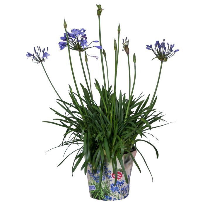 Nolina Agapanthus Ø 24 cm. Summer LoveTM Blue in box, D 24