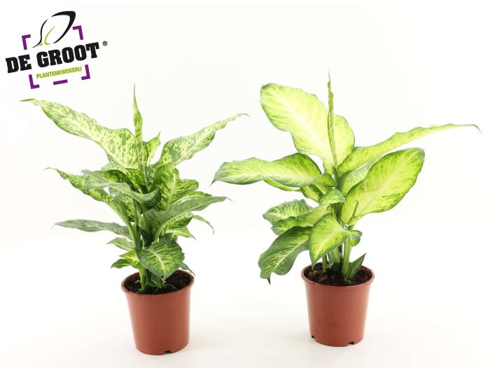 Dieffenbachia Mix (Mars en Bravo), D 17