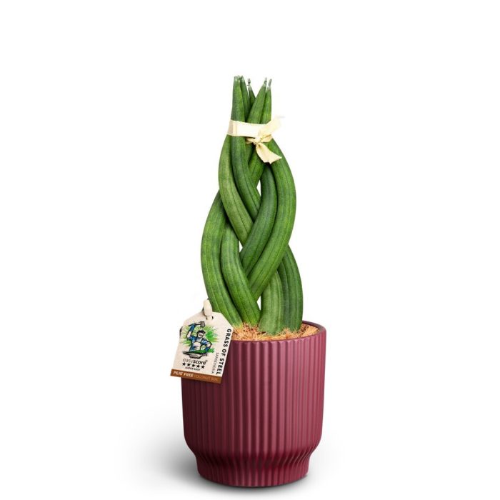 Nordic Aubergine, Braid, D 10