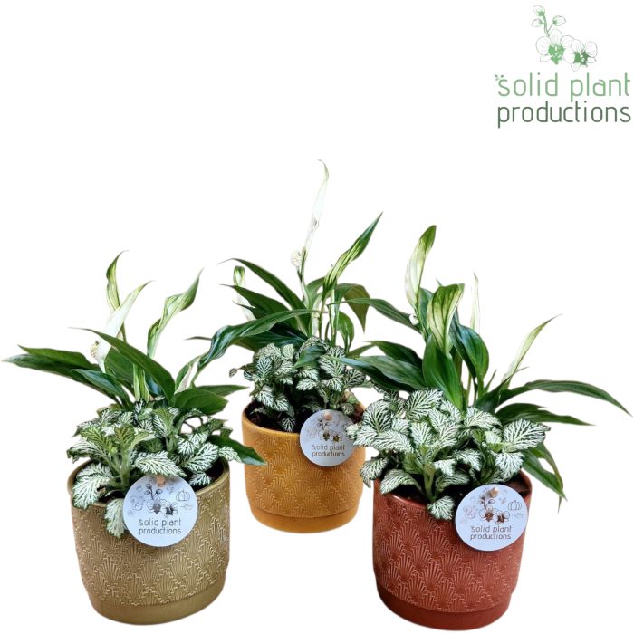 NV003 Ariël Jungle Spathiphyllum, D 12