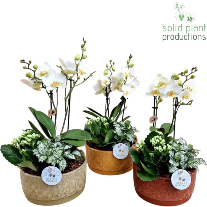 NV008 Sarah Jungle Phalaenopsis, D 19