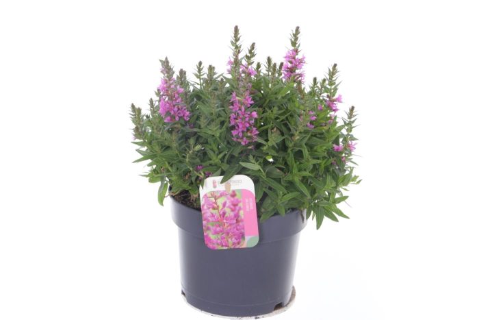 Lythrum salicaria Robin, D 17