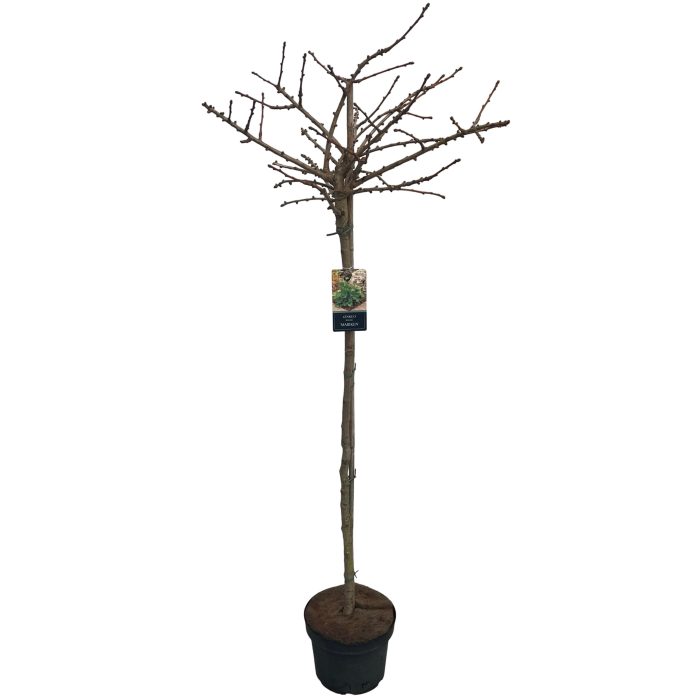Ginkgo biloba 'Mariken' stam 120 cm, D 27