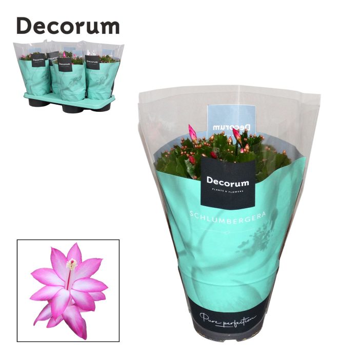 Schlumbergera - 17 cm - Purple (Jolly Dancer) - Decorum, D 17