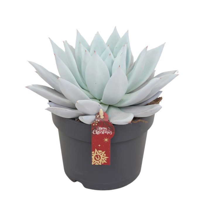 Echeveria mexican giant 17 cm met Kerst etiket, D 17