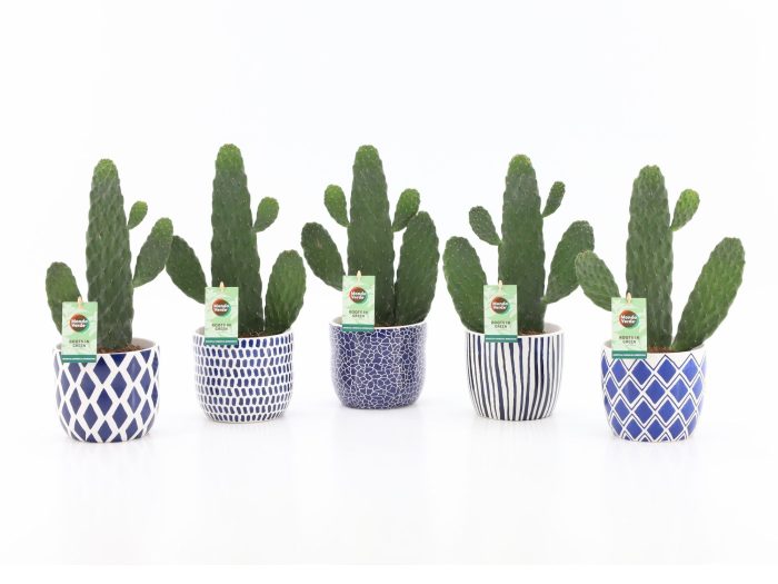 Opuntia rubescens Consolea in Delft Blue keramiek, D 13