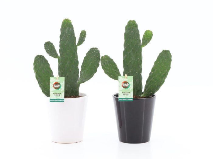 Opuntia rubescens Consolea in Zwart-Wit keramiek, D 13