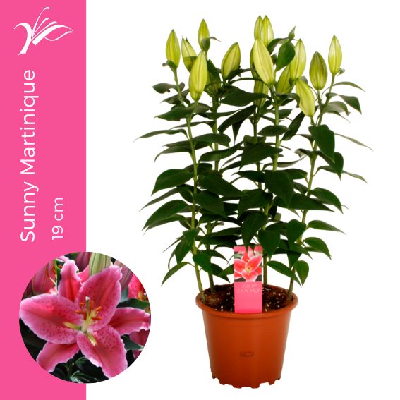 Lilium Sunny Martinique 19 cm (or. lelie), D 19