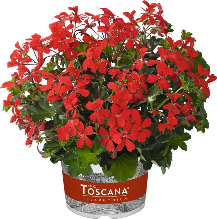 Pelargonium peltatum Balcon Red 10,5 cm zwart, D 10,5