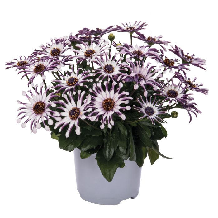 Osteo Lepelbloem wit, D 10,5