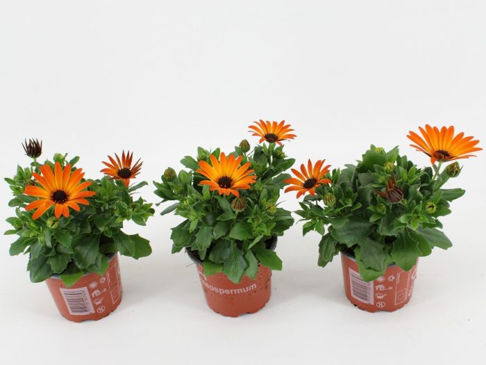 Osteo Margarita Orange Flare, D 10,5
