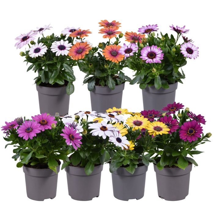 Osteospermum mixtray, D 10,5