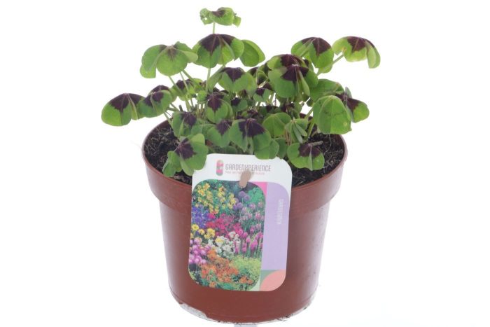 Oxalis deppei, D 13