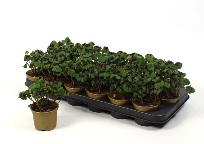 Oxalis deppei, D 9