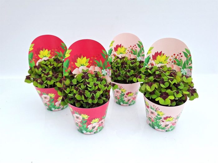 Oxalis deppei Geluk Blossom, D 9