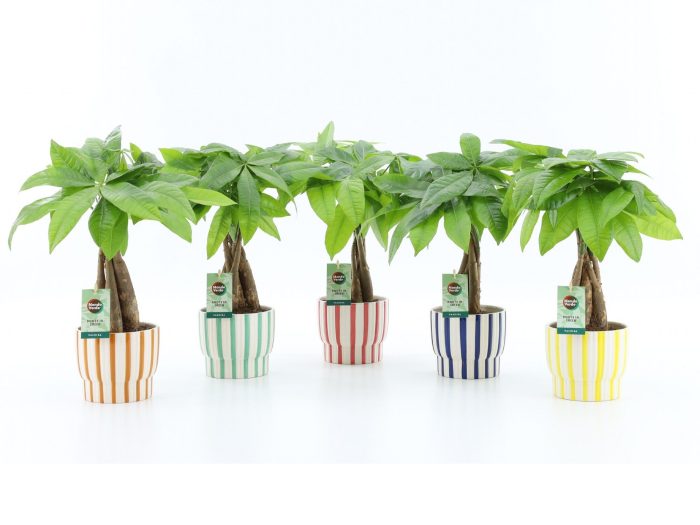 Pachira Aquatica gevlochten stam in Pastel Stripe, D 13