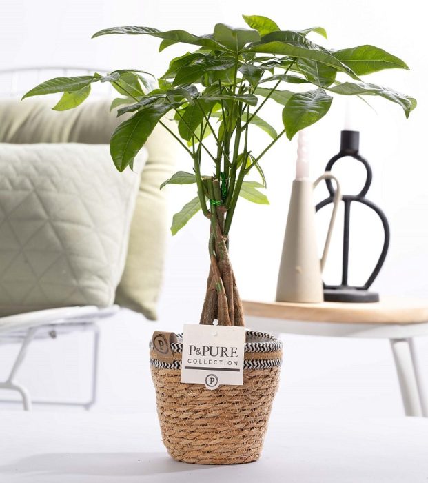 Pachira Aquatica in P&PURE Basket 6, D 12