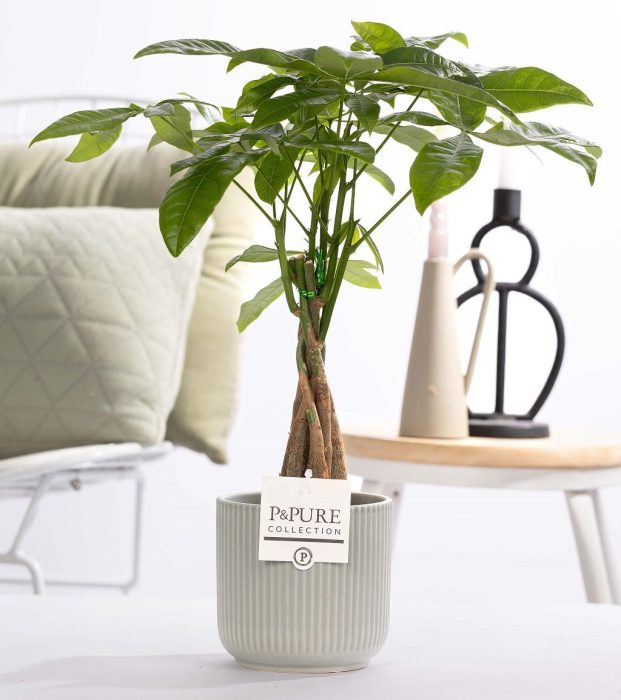 Pachira Aquatica in P&PURE ceramics Sophie green, D 12