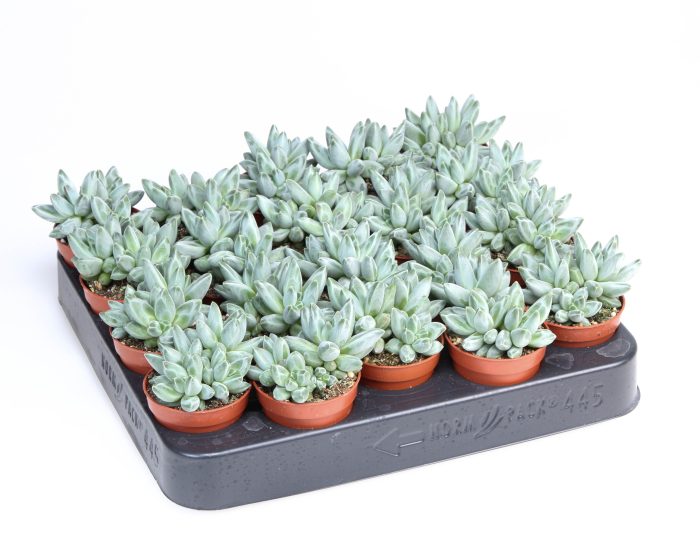 Pachyphytum Compactum, D 5,5