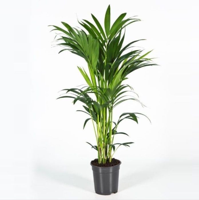 Howea forsteriana 110cm (Kentia), D 21