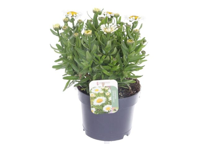 Leucanthemum LaCrosse, D 17