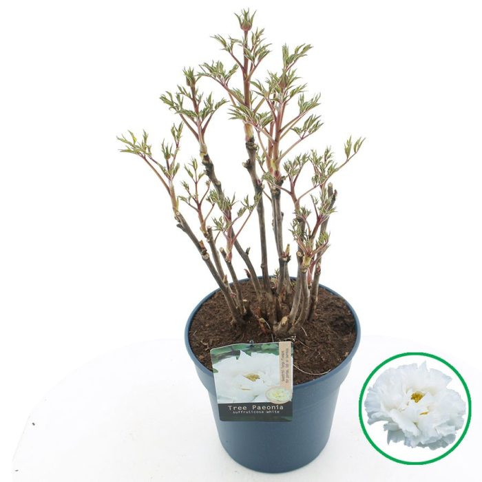 Paeonia suffruticosa Wit C12 (32cm.), D 32